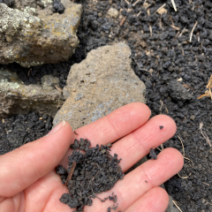 Sivesol Biancomilo di Caselle, Etna Bianco Superiore